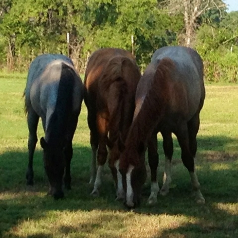 Rafter D Ranch Horses