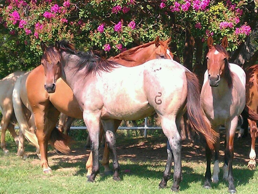 Rafter D Ranch Horses