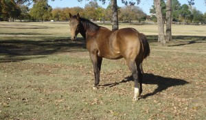 2011 Horses